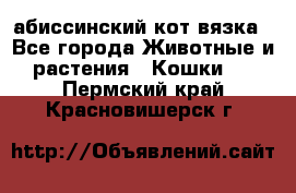 абиссинский кот вязка - Все города Животные и растения » Кошки   . Пермский край,Красновишерск г.